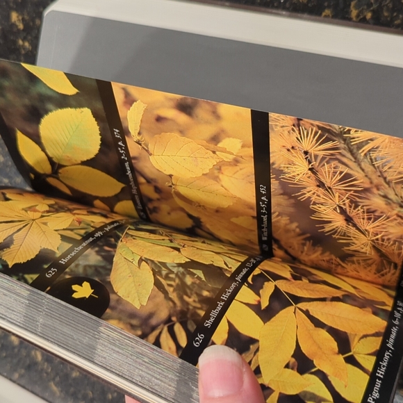 The Audubon Society Field Guide to North American Trees Eastern Region - Picture 5 of 7